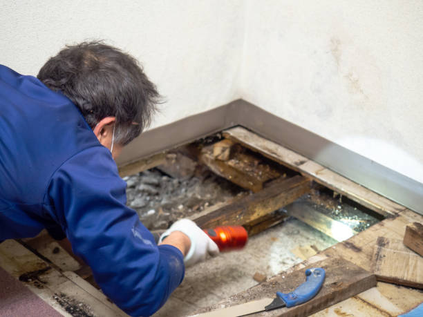 Best Crawl Space Mold Removal  in Blawnox, PA