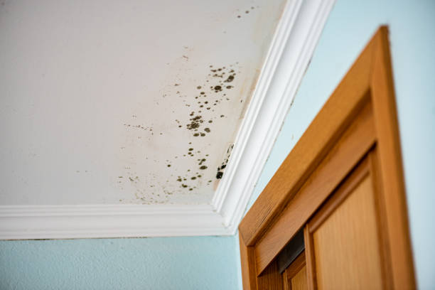Crawl Space Mold Removal in Blawnox, PA
