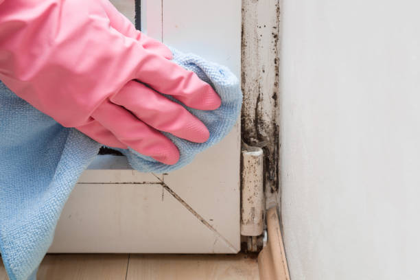 Best Residential Mold Removal  in Blawnox, PA